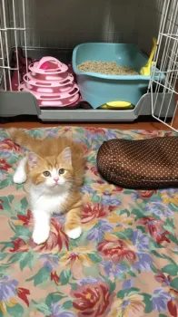 レイ君 様のお迎えした子猫