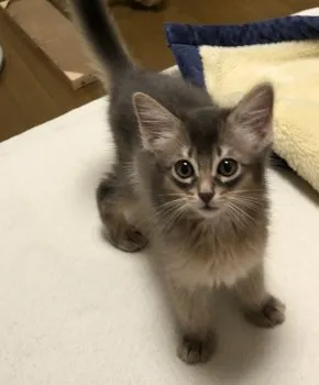 佐古 様のお迎えした子猫