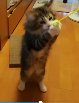 ダッツ 様のお迎えした子猫