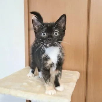 A.O 様のお迎えした子猫