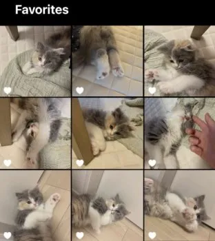 R.K 様のお迎えした子猫