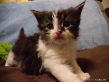 明治 様のお迎えした子猫