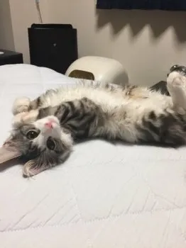 ギルにデレデレ 様のお迎えした子猫