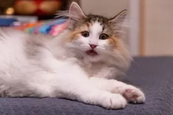 ベイグル 様のお迎えした子猫