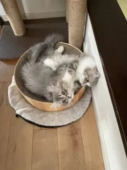 Y.H 様のお迎えした子猫