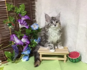 ネコ初心者 様のお迎えした子猫