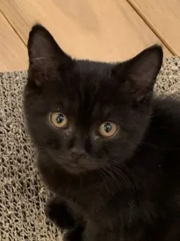 M.T 様のお迎えした子猫