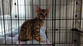 ゴン 様のお迎えした子猫