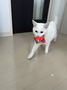 S.S 様のお迎えした子猫