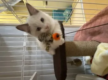 A.K 様のお迎えした子猫