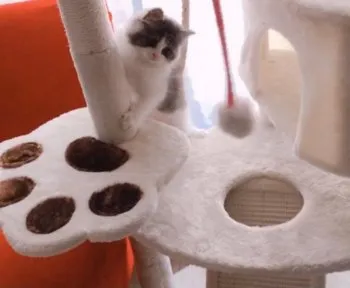 さおりんご 様のお迎えした子猫