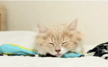 M.O 様のお迎えした子猫