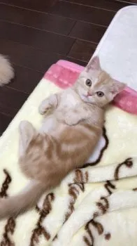こじこじ 様のお迎えした子猫