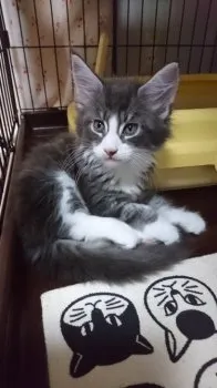 wisteria 様のお迎えした子猫