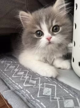 まころん 様のお迎えした子猫