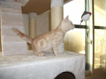 名古屋のmaffyです。 様のお迎えした子猫