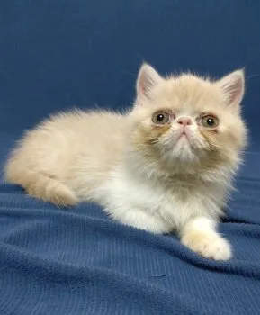 M.I 様のお迎えした子猫