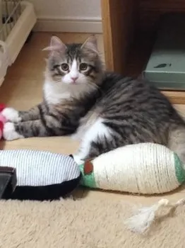 吉野桜 様のお迎えした子猫