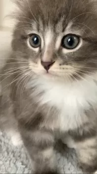 M.S 様のお迎えした子猫