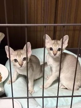 A.Ｉ 様のお迎えした子猫