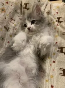 Y.U 様のお迎えした子猫