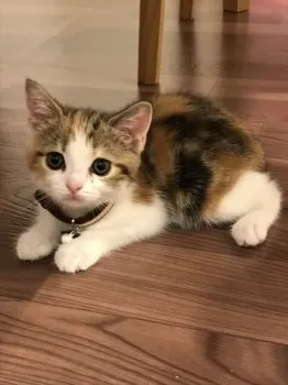 ノア 様のお迎えした子猫