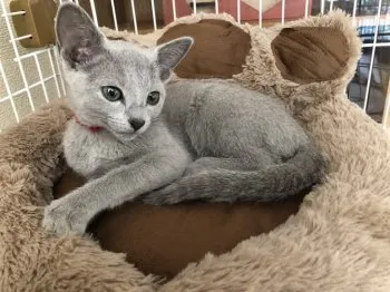 里のくまさん 様のお迎えした子猫