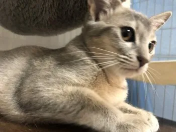 miko 様のお迎えした子猫