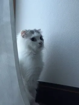 nico 様のお迎えした子猫