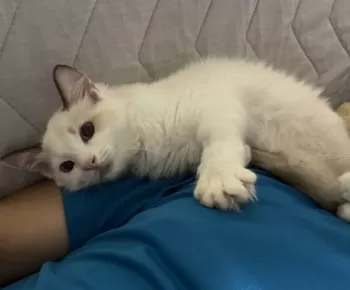 K.M 様のお迎えした子猫