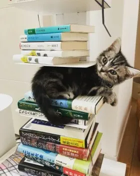 カフカ 様のお迎えした子猫