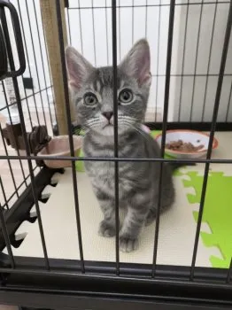 T.E 様のお迎えした子猫