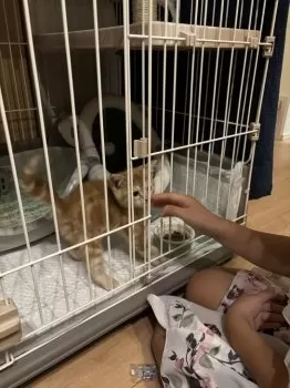 H.H 様のお迎えした子猫