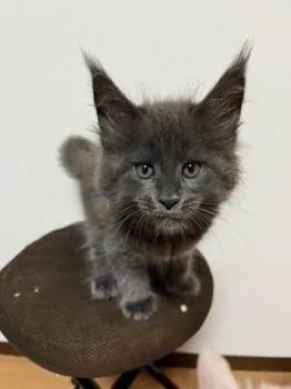 なお 様のお迎えした子猫