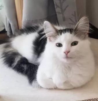 R 様のお迎えした子猫