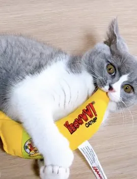 A 様のお迎えした子猫