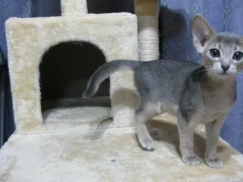 とみぃ 様のお迎えした子猫