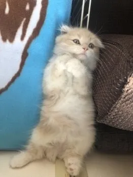 とも 様のお迎えした子猫