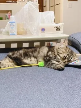 うーらん 様のお迎えした子猫