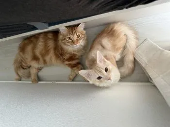 M.S 様のお迎えした子猫