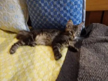 M.Y 様のお迎えした子猫