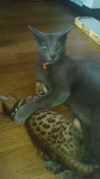 alan 様のお迎えした子猫