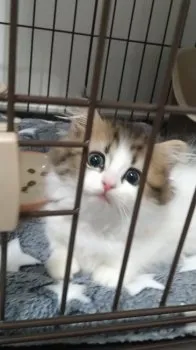 yuka 様のお迎えした子猫