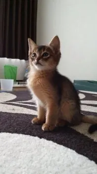 ゆうやん 様のお迎えした子猫