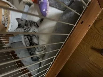 ドロンジョ 様のお迎えした子猫