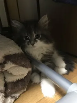 ナース 様のお迎えした子猫