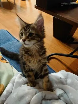 M.U 様のお迎えした子猫