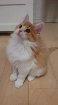マロン 様のお迎えした子猫