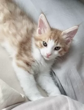 すい 様のお迎えした子猫