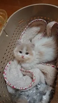 ぽんのすけ 様のお迎えした子猫